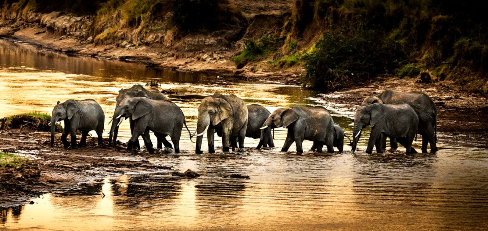 Elephant herd on the plains during a short Tanzania adventure safari
