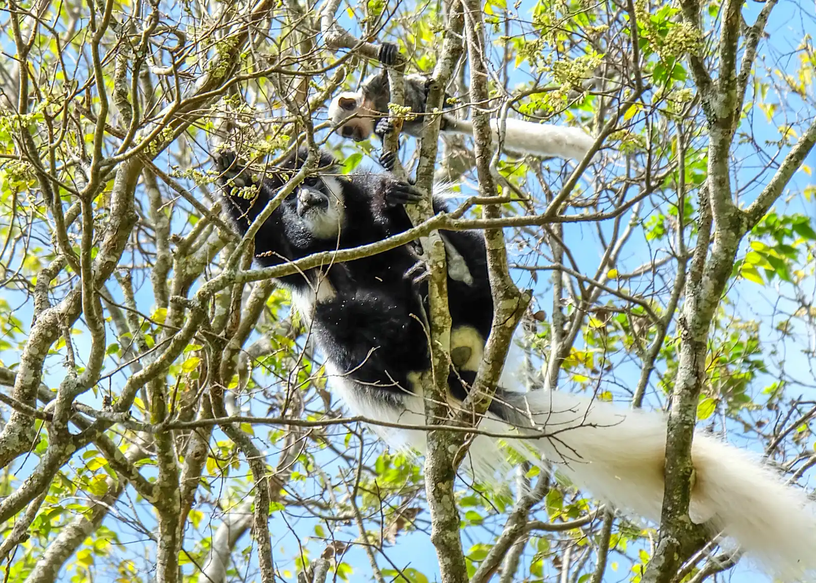A black-and-white colobus monkey and her white baby climbing through bare branches