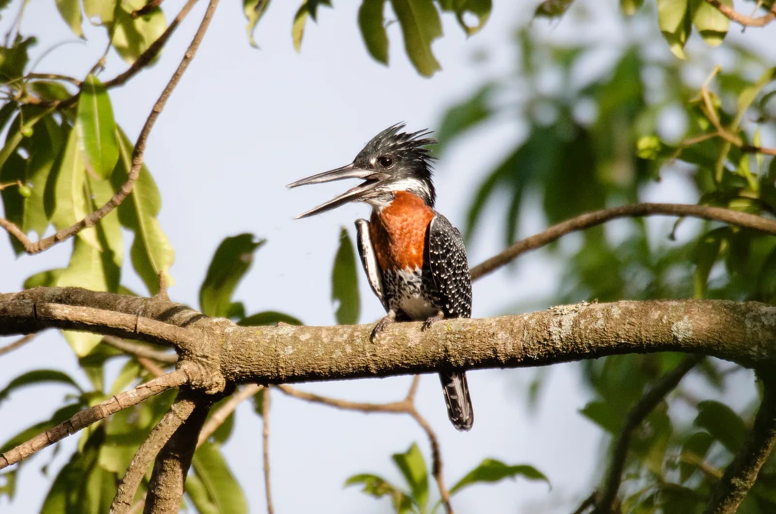 A giant kingfisher with a chestnut breast and speckled wings perched on a branch, calling