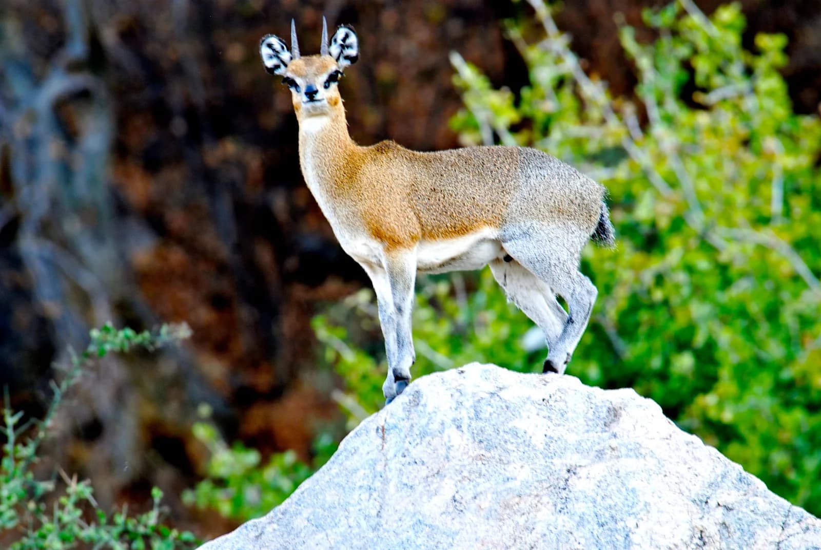 A klipspringer standing on top of a granite boulder