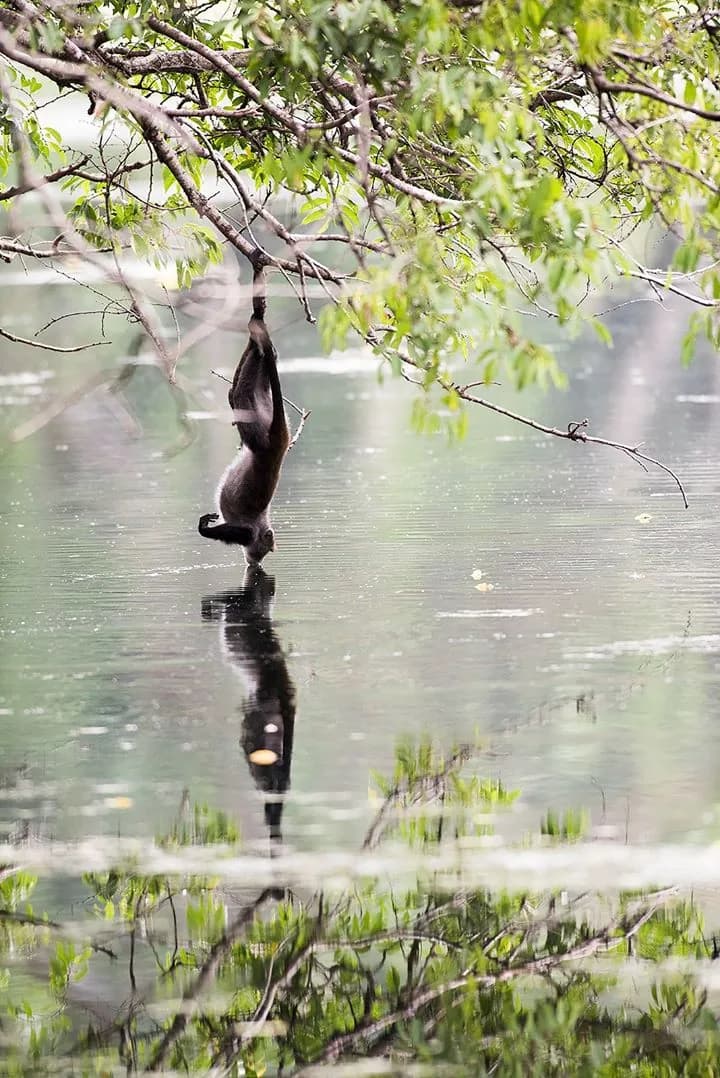 A Sykes monkey hanging upside down from a branch to drink from a lake, reflected in the water