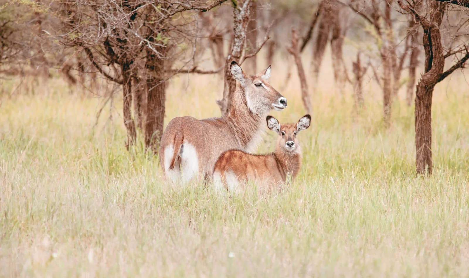 A female waterbuck and her calf in tall golden grass among bare trees