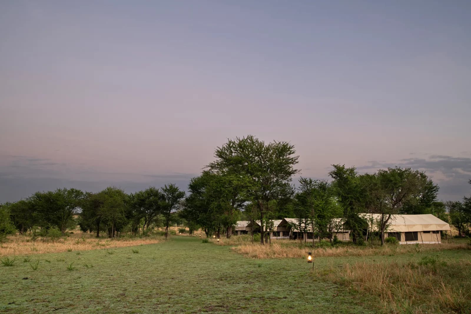 The camp's tents under trees on the open plains at dusk