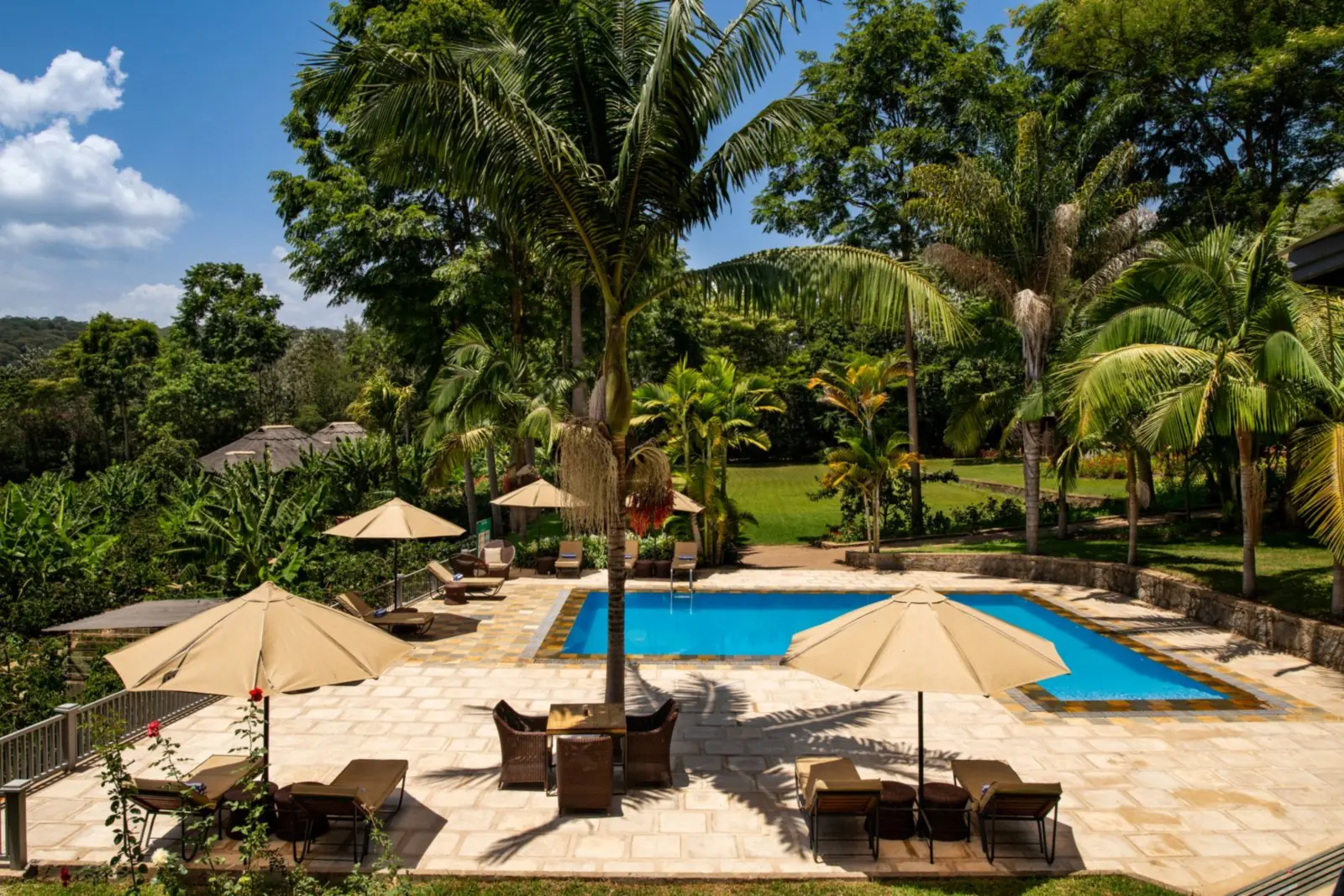 Pool with parasols and loungers in a garden of palms