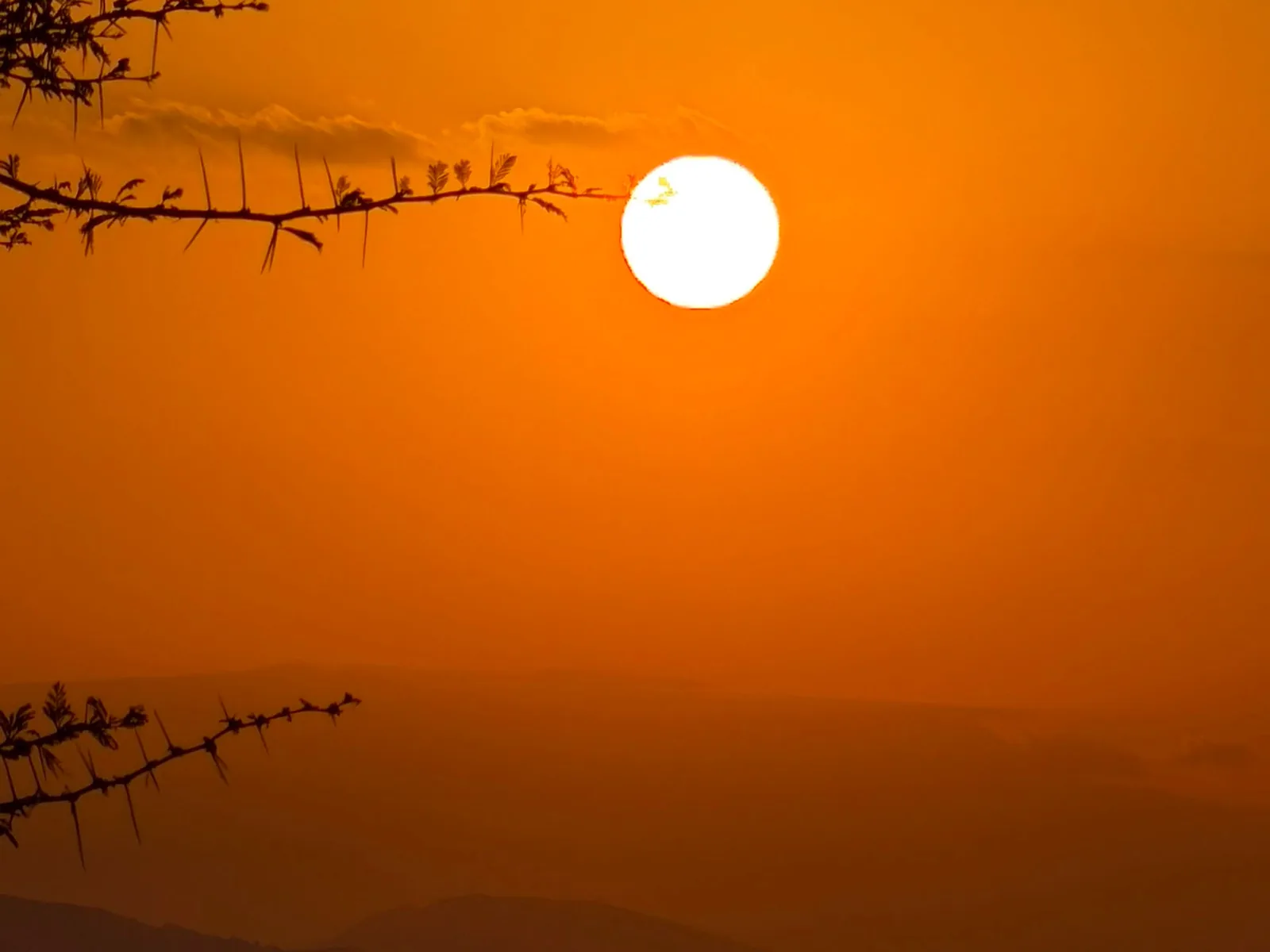 The sun setting through acacia branches in an orange sky