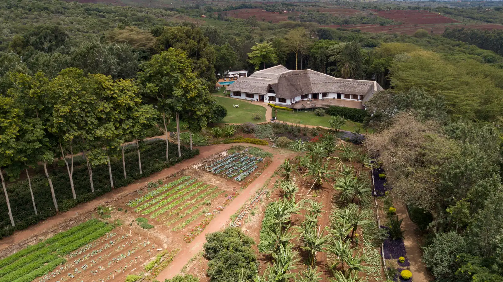 Aerial view of the farmhouse among trees, with its vegetable gardens in front