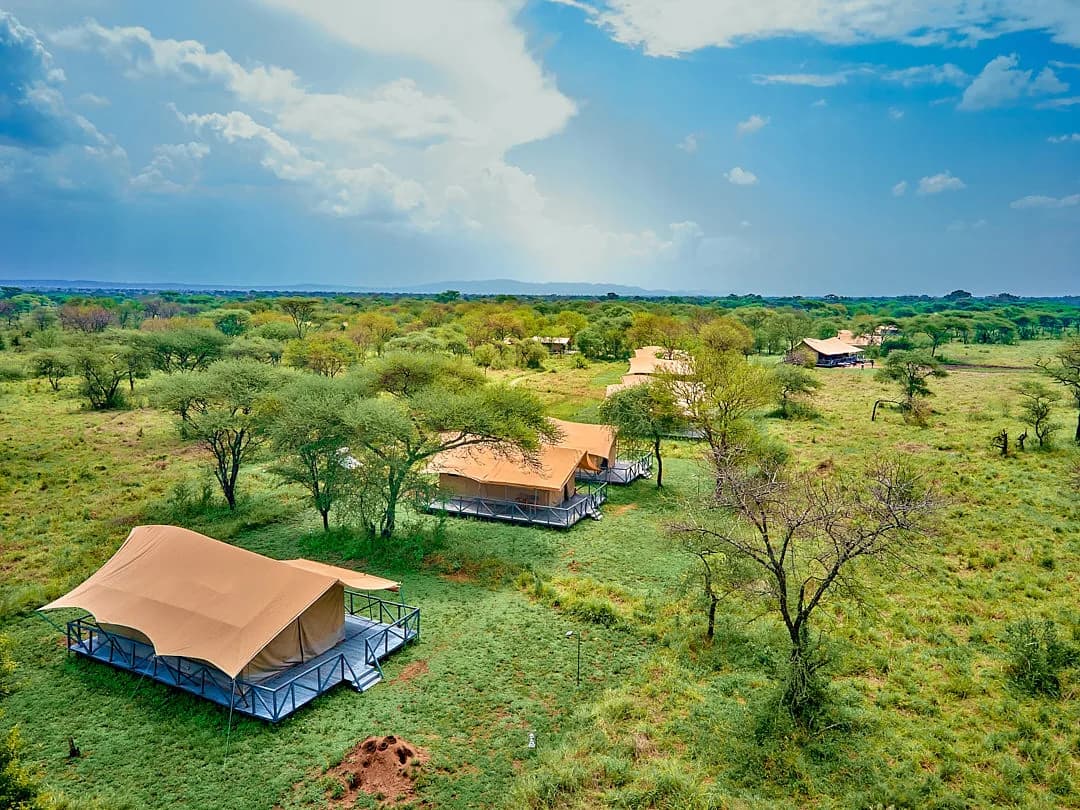 Aerial view of the camp's tents among acacia trees on green plains