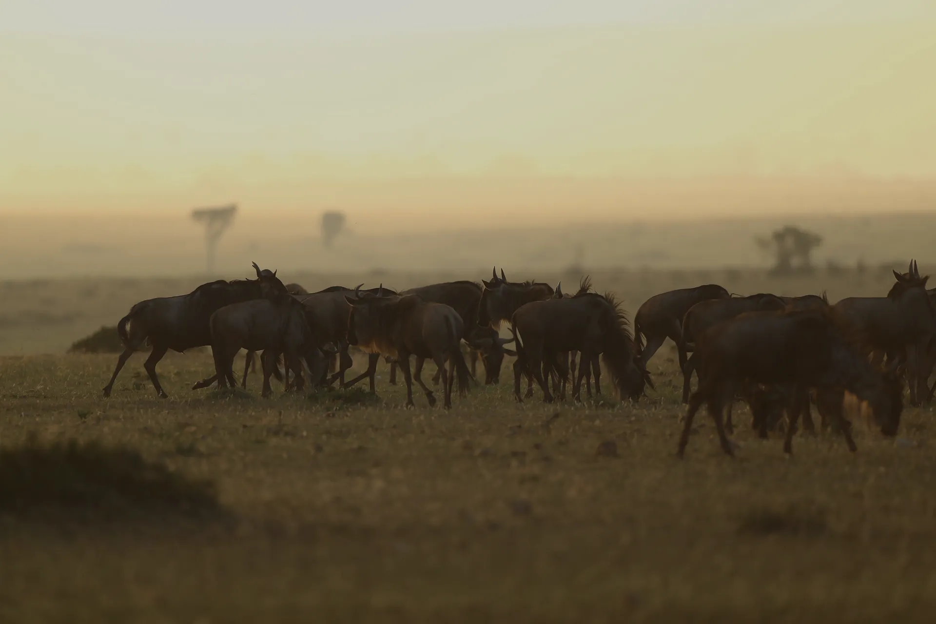 A herd of wildebeest grazing on the Serengeti plains in golden morning haze